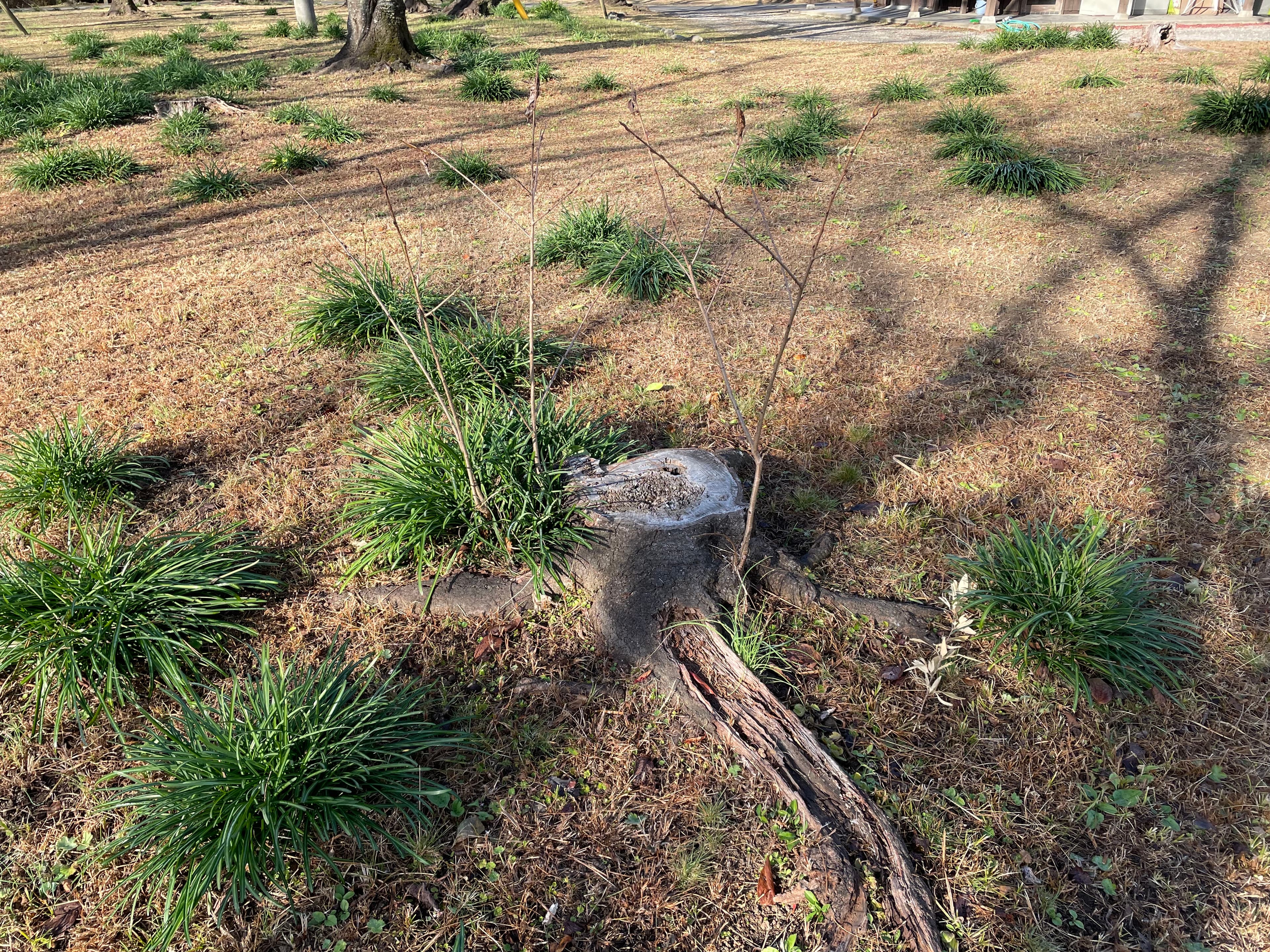 灌水施肥ありの桜の幹