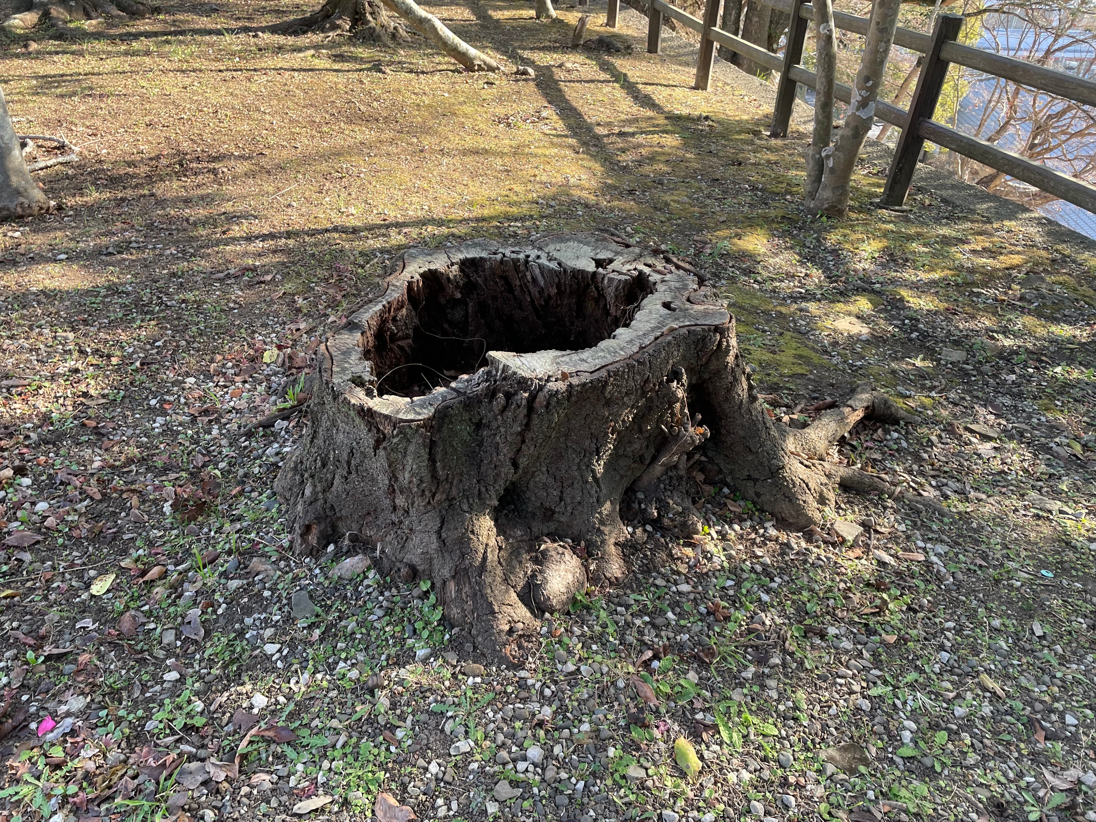 灌水施肥なしの桜の幹