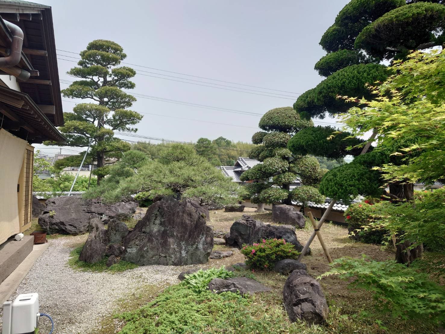 治療後に元気を取り戻した大きな松の木。